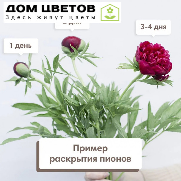 Букет в голубой шляпной коробке Amour Mini из 21 бордового пиона Standart Plus