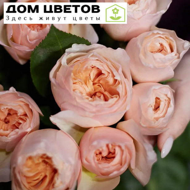 11 пионовидных роз Juliet 50 см