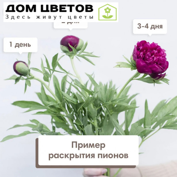 Букет из 15 малиновых пионов Standart Plus