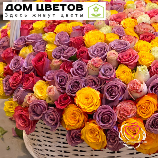 Корзина из 501 розы микс (Эквадор)