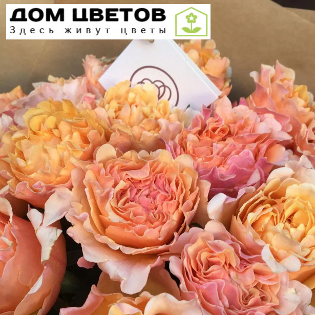 25 персиковых пионовидных роз 40 см Mayra's Peach