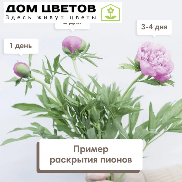 Букет из 7 розовых пионов Standart Plus