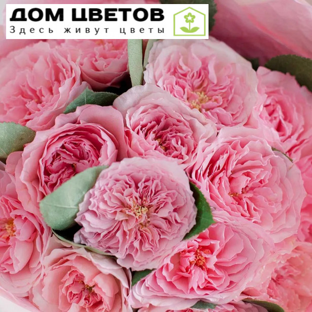 15 пионовидных роз Mayra's Pink 40 см