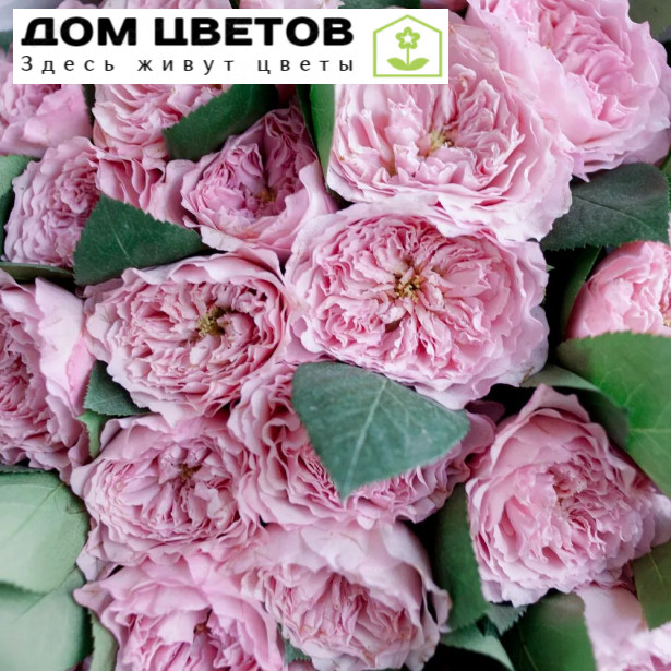 25 розовых пионовидных роз 40 см Mayra's Pink