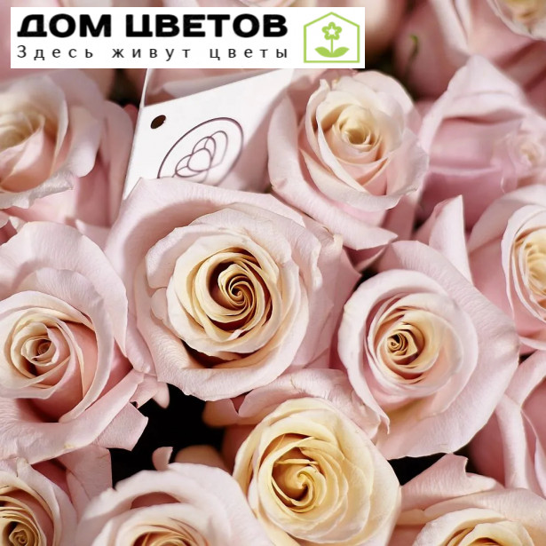 Букет из 25 нежно-розовых роз Mother of pearl 50 см (Эквадор)