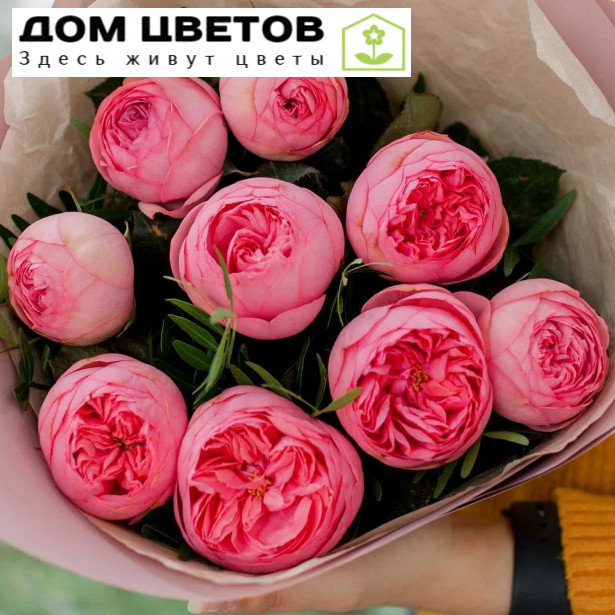 9 ярко-розовых одноголовых пионовидных роз Pink Piano 40 см с фисташкой