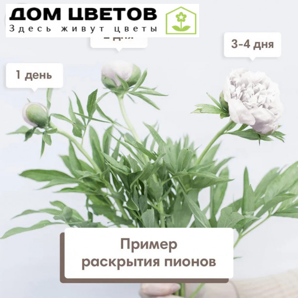 Букет из 15 белых пионов Standart Plus