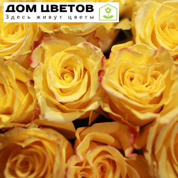 7 желтых роз (Эквадор) 50 см High Yellow Magic