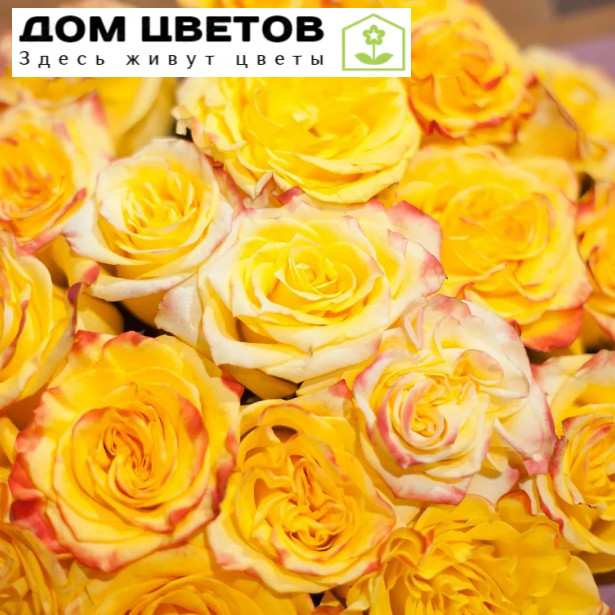 11 желтых роз (Эквадор) 50 см High Yellow Magic