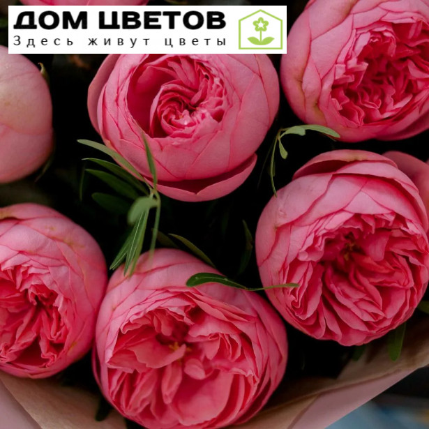 9 ярко-розовых одноголовых пионовидных роз Pink Piano 40 см с фисташкой