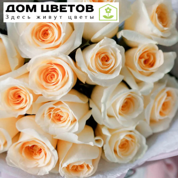 Букет из 15 кремовых роз Creme de la Creme 50 см (Эквадор)