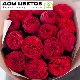 Букет из 15 красных одноголовых пионовидных роз Red Piano 40 см в кремовой пленке