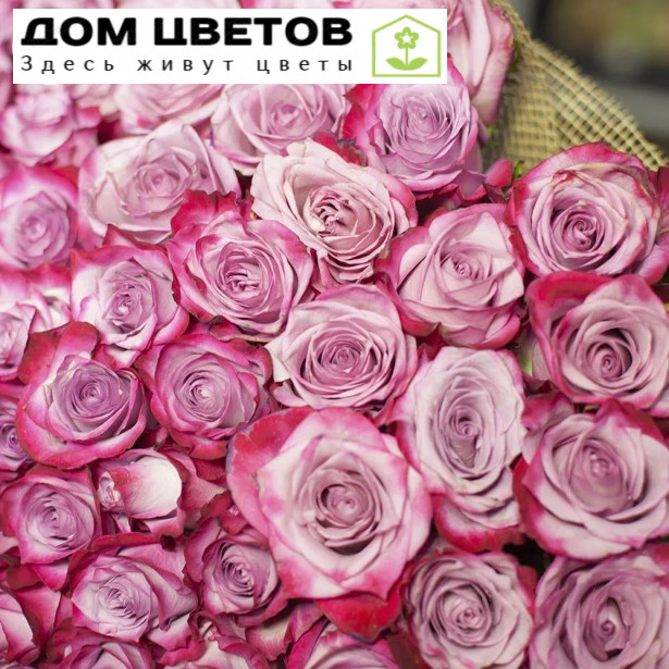 101 фиолетовая роза (Эквадор) 70 см Deep Purple