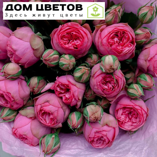 15 пионовидных розовых роз Pink Piano