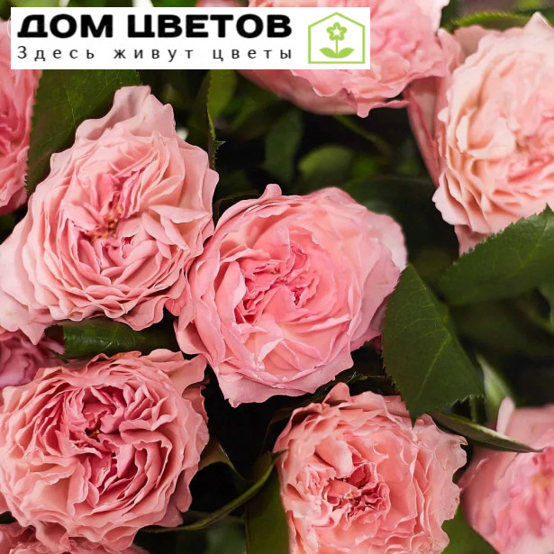 15 пионовидных роз Mayra's Pink 60 см