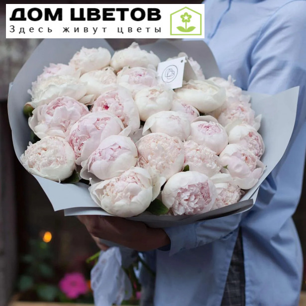 25 нежно-розовых пионов Premium