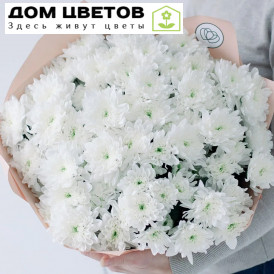 Букет из 15 белых кустовых хризантем в кремовой пленке