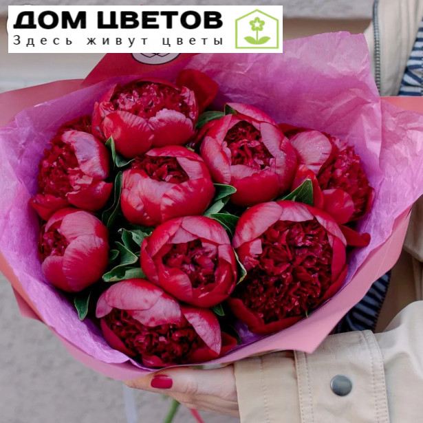 Букет из 9 бордовых пионов Premium