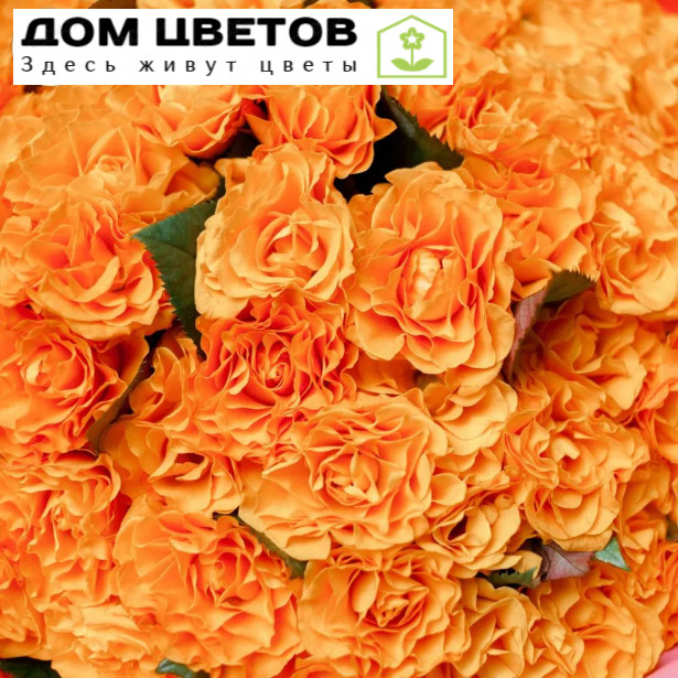 Букет из 51 оранжевой розы 35-40 см (Россия)