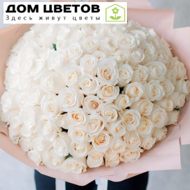 Букет из 101 белой розы Vendela (Эквадор) 50 см в кремовой пленке
