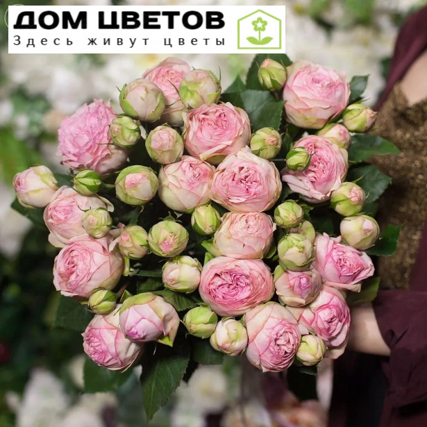 15 пионовидных роз Bridal Piano 50 см